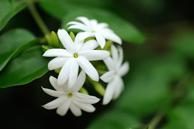 jasmine- گیاهان معطر عطرسازی 
